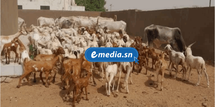 Vol de bétail à Falokh Sérère : Une femme identifiée comme le cerveau de la bande 1 20250818 113020 0000