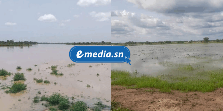 Anambé : une catastrophe agricole silencieuse menace la campagne 2025 et la souveraineté alimentaire du Sénégal 1 20250822 184850 0000