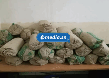 Saisie de 150 kg de chanvre indien à Kafountine : un trafiquant en fuite 1 20250828 140201 0000