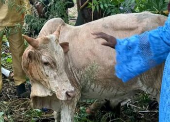 MAGAL 2025 : El Hadji Malick Ndiaye offre un bœuf aux détenus de la prison de Linguère<br> 1 IMG 20250811 WA0215