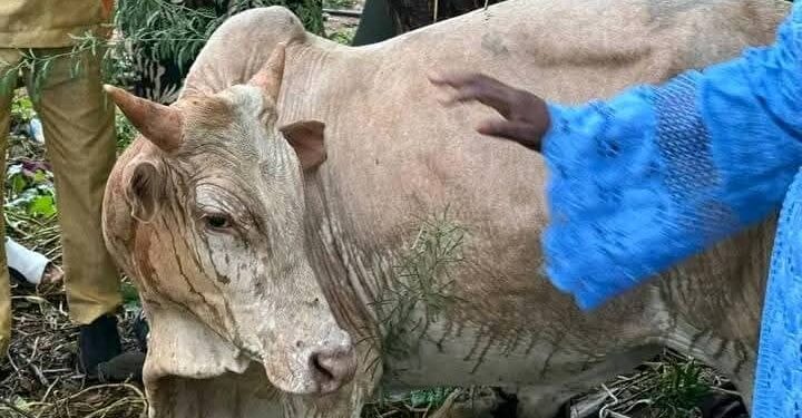 MAGAL 2025 : El Hadji Malick Ndiaye offre un bœuf aux détenus de la prison de Linguère<br> 1 IMG 20250811 WA0215