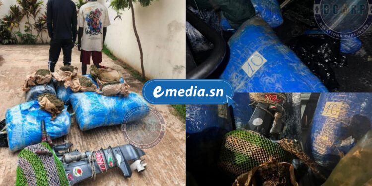 Thiaroye-sur-Mer : 243 kg de chanvre indien saisis en mer, deux trafiquants arrêtés 1 InCollage 20250822 220726419