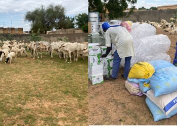 Linguère : 350 jeunes financés à hauteur de 240 millions FCFA par le projet Agri-Jeunes pour l’entrepreneuriat en production animale 1 InCollage 20250823 213737485