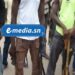 Sinthiou Malem – Saré Fodé : Des villageois attaqués en pleine brousse par des hommes armés 7 InCollage 20251018 214445365