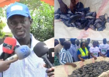 Kaffrine : l’aquaculture, un secteur en plein essor avec plus d’une tonne de poissons récoltée en une journée<br> 2 InCollage 20251117 131411061