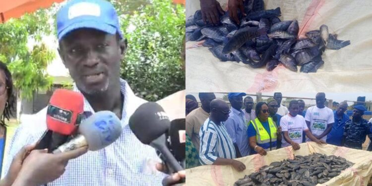 Kaffrine : l’aquaculture, un secteur en plein essor avec plus d’une tonne de poissons récoltée en une journée<br> 1 InCollage 20251117 131411061