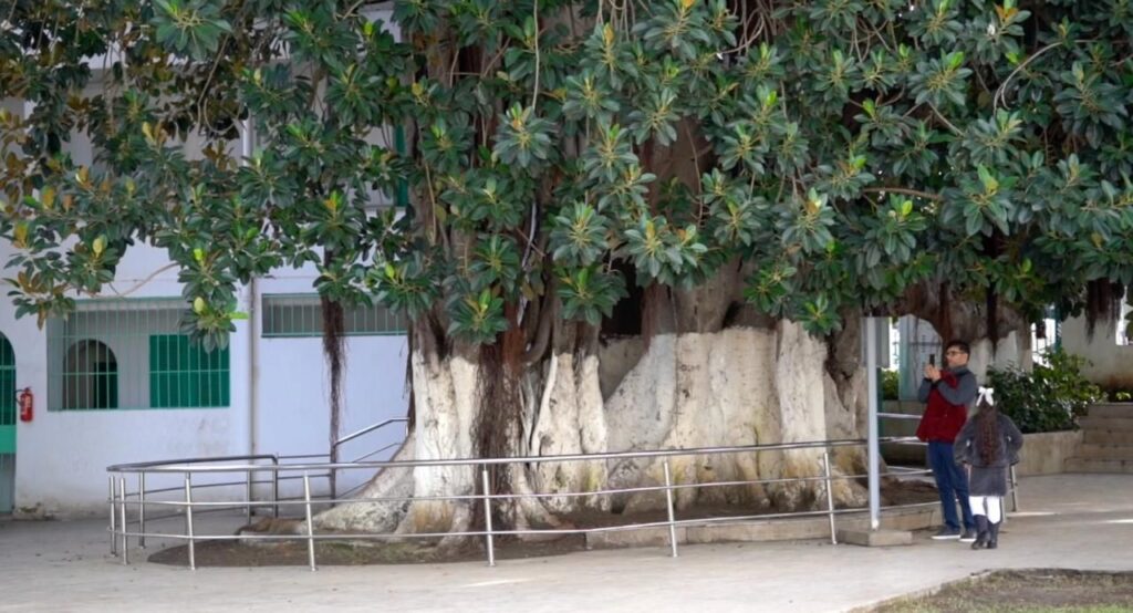 Au Grand Socco, Tanger raconte son histoire à ciel ouvert 3 img 20260102 wa01706750005032747408564