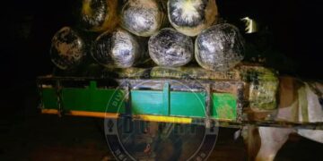 Trafic de drogue : 600 kg de chanvre indien saisis à Warang par la gendarmerie de Mbour