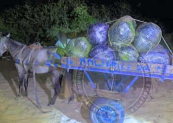 Saisie de plus de 500 kg de chanvre indien à Mbodiène (Joal)