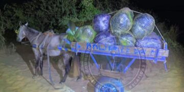 Saisie de plus de 500 kg de chanvre indien à Mbodiène (Joal)