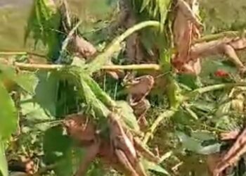 Kaolack : Cri d&rsquo;alarme à Ngayene Sabakh, les criquets menacent l&rsquo;économie locale