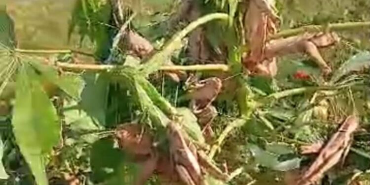 Kaolack : Cri d&rsquo;alarme à Ngayene Sabakh, les criquets menacent l&rsquo;économie locale