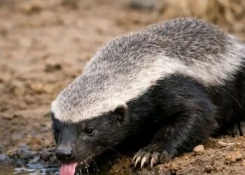 Mbour : la présence d’un ratel sème la psychose dans le quartier Dakar Passoir 2 Mbour : la présence d’un ratel sème la psychose dans le quartier Dakar Passoir