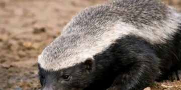 Mbour : la présence d’un ratel sème la psychose dans le quartier Dakar Passoir