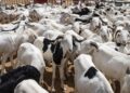 Sénégal–Mauritanie : un accord signé pour sécuriser l’approvisionnement en moutons en 2026