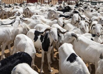 Sénégal–Mauritanie : un accord signé pour sécuriser l’approvisionnement en moutons en 2026
