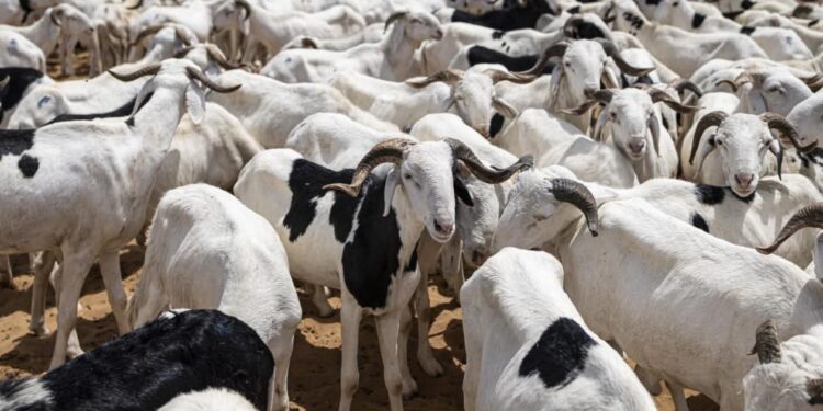 Sénégal–Mauritanie : un accord signé pour sécuriser l’approvisionnement en moutons en 2026