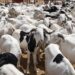 Sénégal–Mauritanie : un accord signé pour sécuriser l’approvisionnement en moutons en 2026