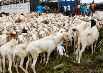 Tabaski 2026 : le nombre de moutons en hausse par rapport à 2025