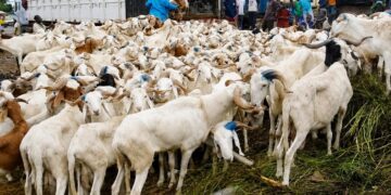 Tabaski 2026 : le nombre de moutons en hausse par rapport à 2025