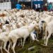 Tabaski 2026 : le nombre de moutons en hausse par rapport à 2025 6 Tabaski 2026 : le nombre de moutons en hausse par rapport à 2025