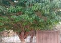 Disparition de Mme Diana Fall de Nioro du Rip : Femme emblème d&rsquo;un arbre, passé du Togo aux profondeurs du Sénégal