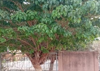 Disparition de Mme Diana Fall de Nioro du Rip : Femme emblème d&rsquo;un arbre, passé du Togo aux profondeurs du Sénégal