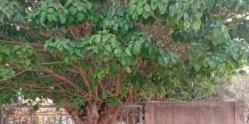 Disparition de Mme Diana Fall de Nioro du Rip : Femme emblème d&rsquo;un arbre, passé du Togo aux profondeurs du Sénégal