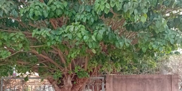 Disparition de Mme Diana Fall de Nioro du Rip : Femme emblème d&rsquo;un arbre, passé du Togo aux profondeurs du Sénégal