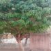 Disparition de Mme Diana Fall de Nioro du Rip : Femme emblème d&rsquo;un arbre, passé du Togo aux profondeurs du Sénégal
