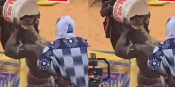 La Brigade de l’Environnement s’insurge contre l’utilisation de chatons lors du combat Reug Reug vs Boy Niang