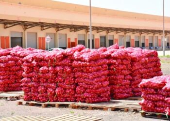 Sénégal : le gel des importations d’oignons officiellement levé ce 31 août