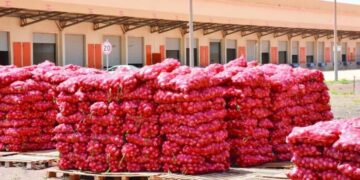Sénégal : le gel des importations d’oignons officiellement levé ce 31 août