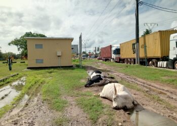 Ziguinchor : plusieurs têtes de bétail électrocutées, les éleveurs accusent la Senelec et interpellent l'État 2 Ziguinchor : plusieurs têtes de bétail électrocutées, les éleveurs accusent la Senelec et interpellent l’État