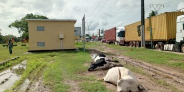 Ziguinchor : plusieurs têtes de bétail électrocutées, les éleveurs accusent la Senelec et interpellent l&rsquo;État