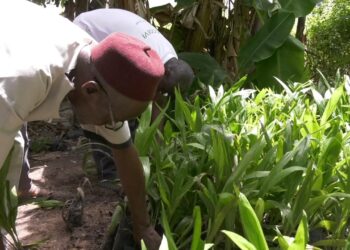 Campagne de repeuplement des palmiers à huile sauvages à Kolda : 3 000 jeunes plants réceptionnés sur les 10 000 prévus 2 Campagne de repeuplement des palmiers à huile sauvages à Kolda : 3 000 jeunes plants réceptionnés sur les 10 000 prévus