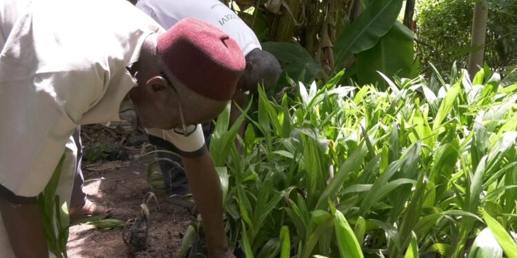 Campagne de repeuplement des palmiers à huile sauvages à Kolda : 3 000 jeunes plants réceptionnés sur les 10 000 prévus 1 Campagne de repeuplement des palmiers à huile sauvages à Kolda : 3 000 jeunes plants réceptionnés sur les 10 000 prévus