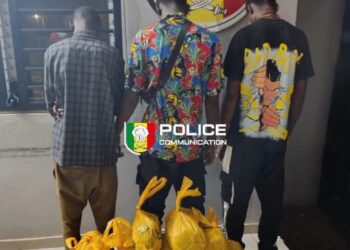 Bignona : trois individus interpellés avec 20 kg de chanvre indien