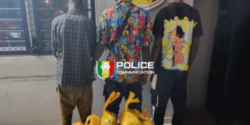 Bignona : trois individus interpellés avec 20 kg de chanvre indien