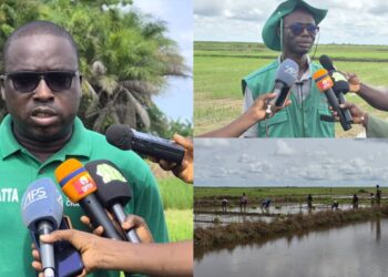 À Djibélor, l’ISRA mise sur la production de semences adaptées aux réalités de la riziculture en Casamance