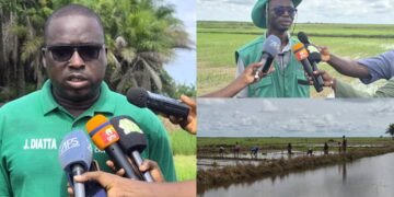 À Djibélor, l’ISRA mise sur la production de semences adaptées aux réalités de la riziculture en Casamance