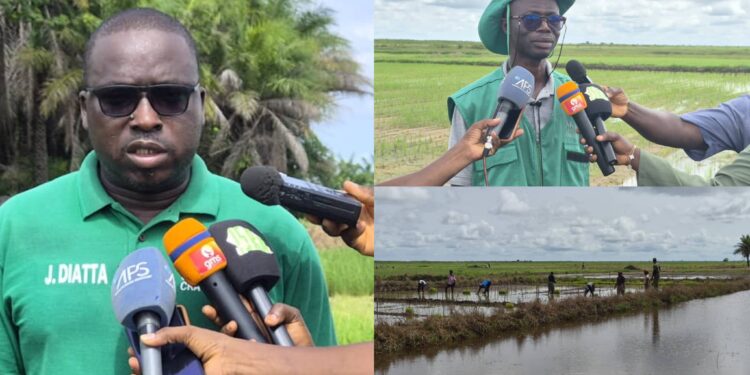 À Djibélor, l’ISRA mise sur la production de semences adaptées aux réalités de la riziculture en Casamance