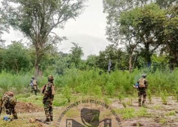 Nord Sindian : sept champs de chanvre indien détruits, deux individus interpellés