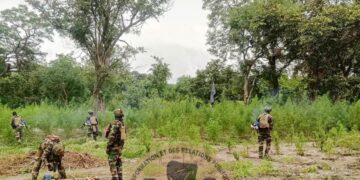 Nord Sindian : sept champs de chanvre indien détruits, deux individus interpellés