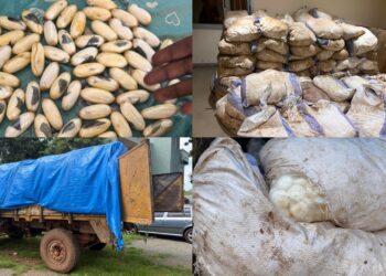 Kédougou : les Douanes saisissent 1,5 kg de cocaïne et 7,5 tonnes de cyanure