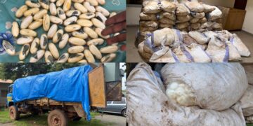 Kédougou : les Douanes saisissent 1,5 kg de cocaïne et 7,5 tonnes de cyanure
