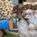 Kédougou : les Douanes saisissent 1,5 kg de cocaïne et 7,5 tonnes de cyanure
