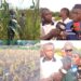 Agriculture : des récoltes de mil et de maïs improductives inquiètent les agriculteurs à Malem Hodar et Koungheul 6 Agriculture : des récoltes de mil et de maïs improductives inquiètent les agriculteurs à Malem Hodar et Koungheul