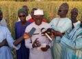 Tambacounda: longue pause pluviométrique : plus de mille hectares de cultures vivrières&nbsp; impactées