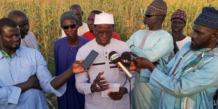 Tambacounda: longue pause pluviométrique : plus de mille hectares de cultures vivrières&nbsp; impactées